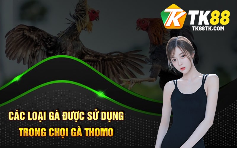 Các loại gà được sử dụng trong Chọi Gà Thomo