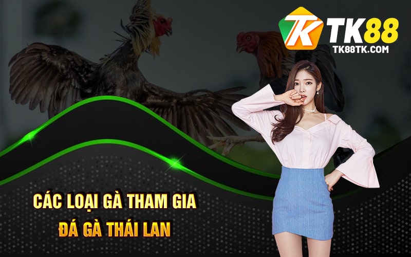 Các loại gà tham gia đá gà Thái Lan