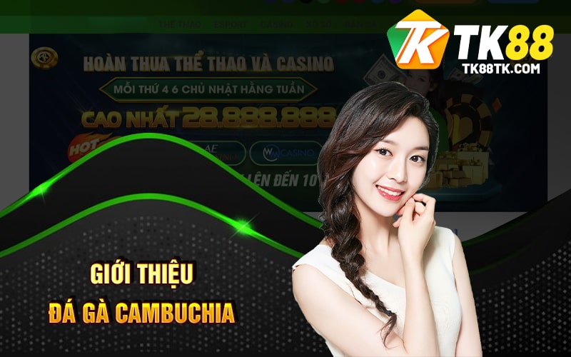 Giới Thiệu Đá Gà Cambuchia
